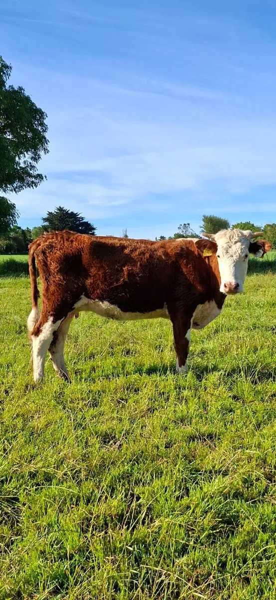 Hereford with calf at foot - Image 2
