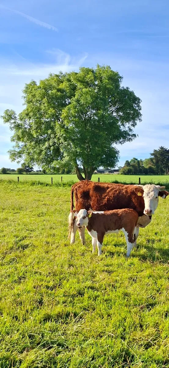 Hereford with calf at foot - Image 3