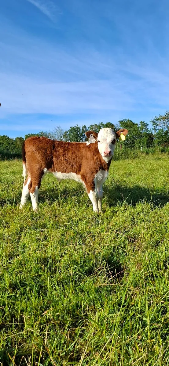 Hereford with calf at foot - Image 4