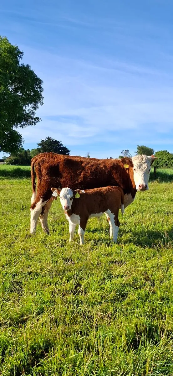 Hereford with calf at foot - Image 1
