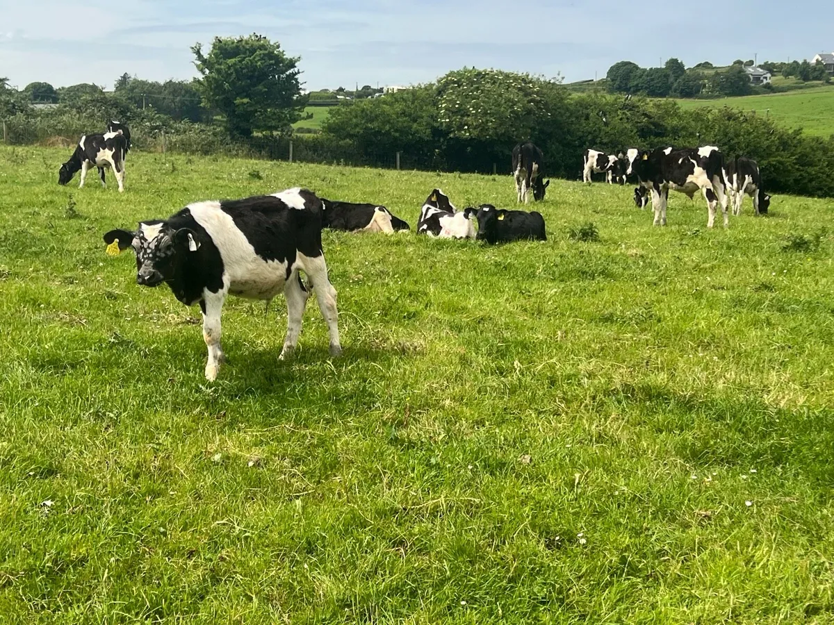 50 FRESIAN WEANLINGS - Image 2