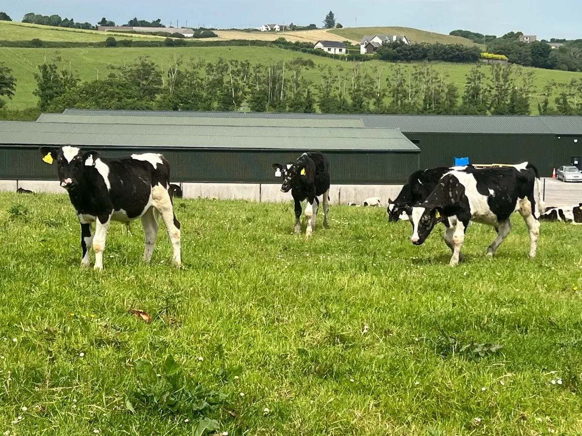 50 FRESIAN WEANLINGS - Image 3