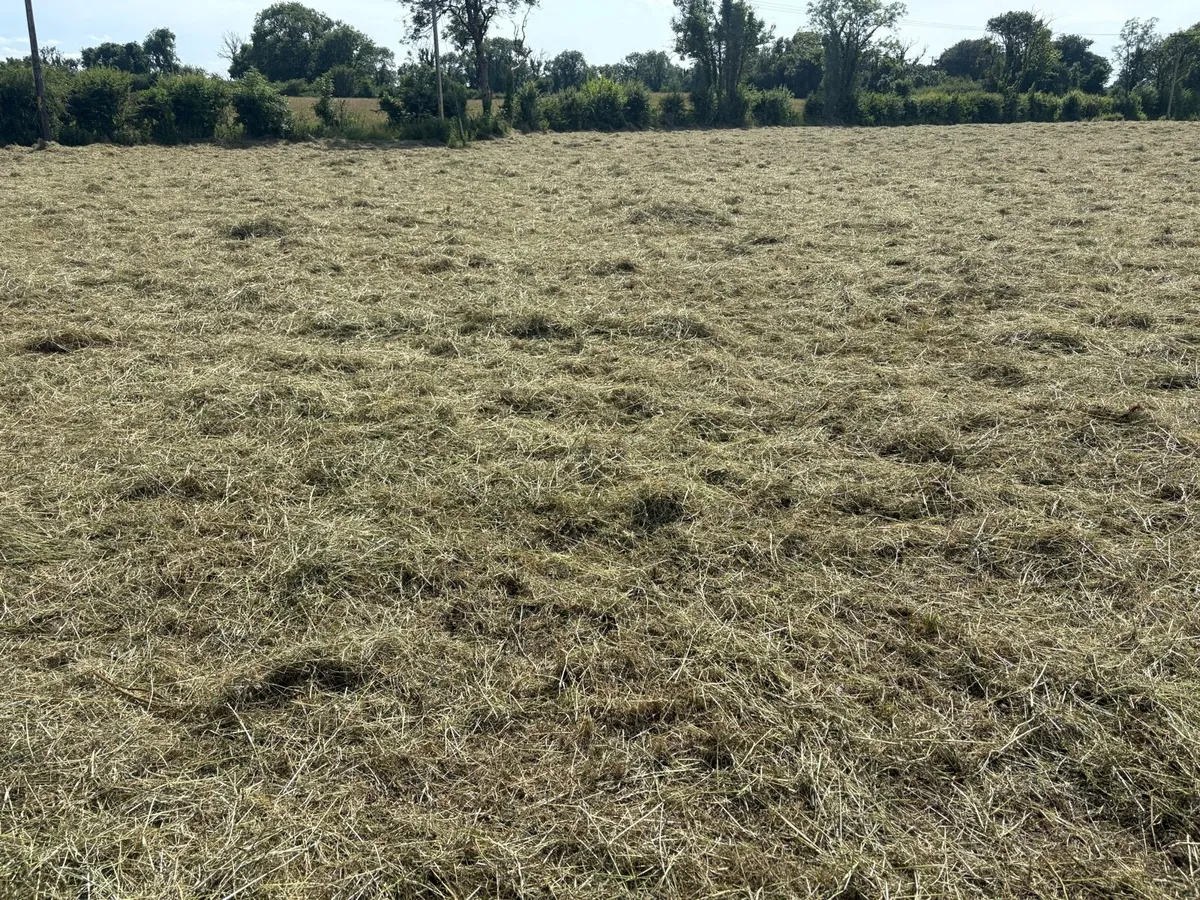 Hay - Round & Square Bales - Image 2