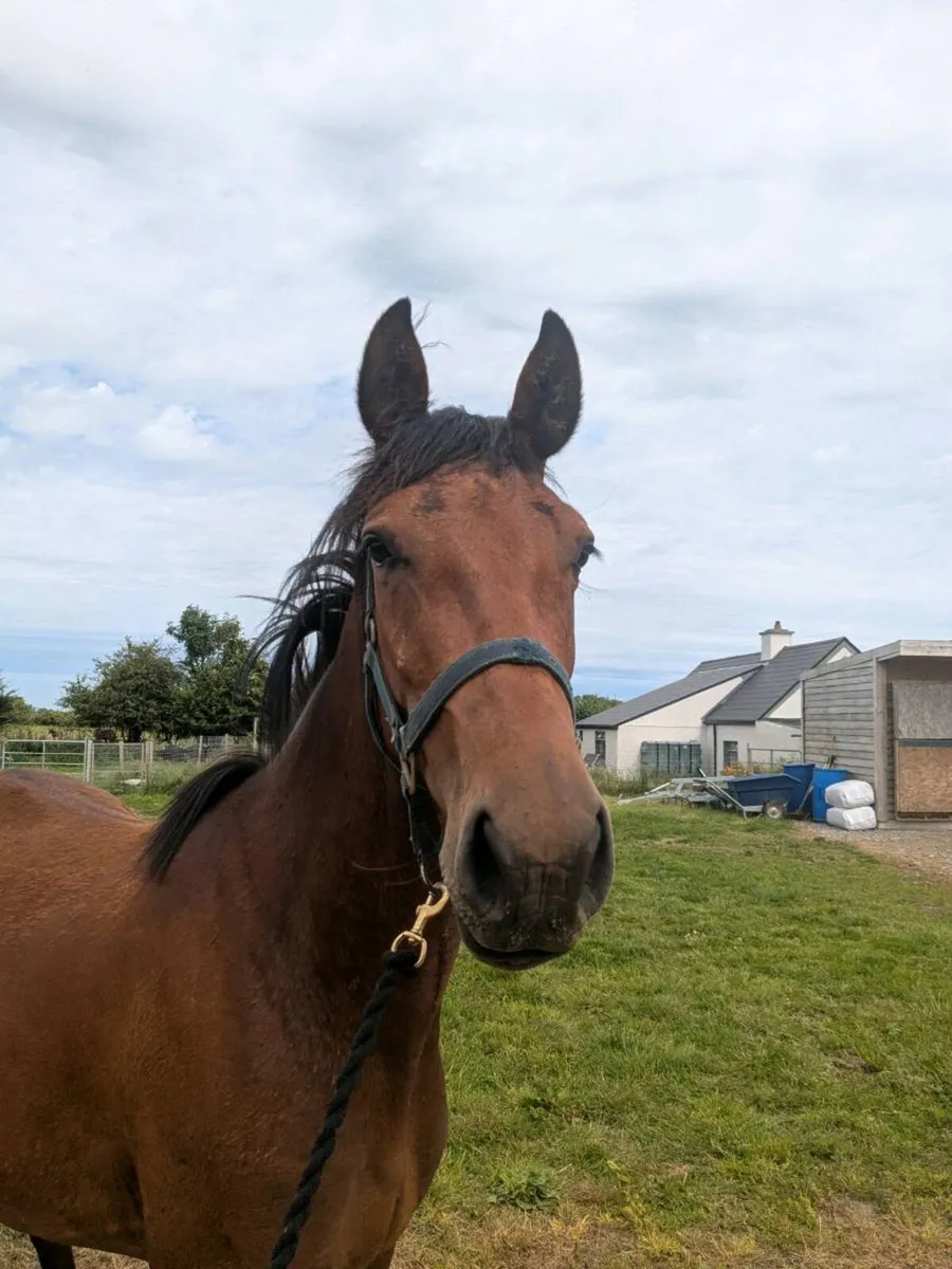 FLASHY 3 YR OLD OFFALY CLOVER FILLY - Image 4
