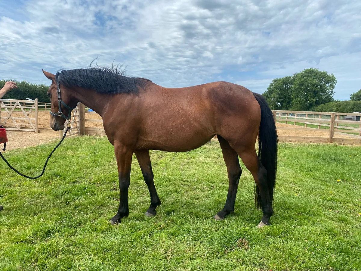 FLASHY 3 YR OLD OFFALY CLOVER FILLY - Image 2