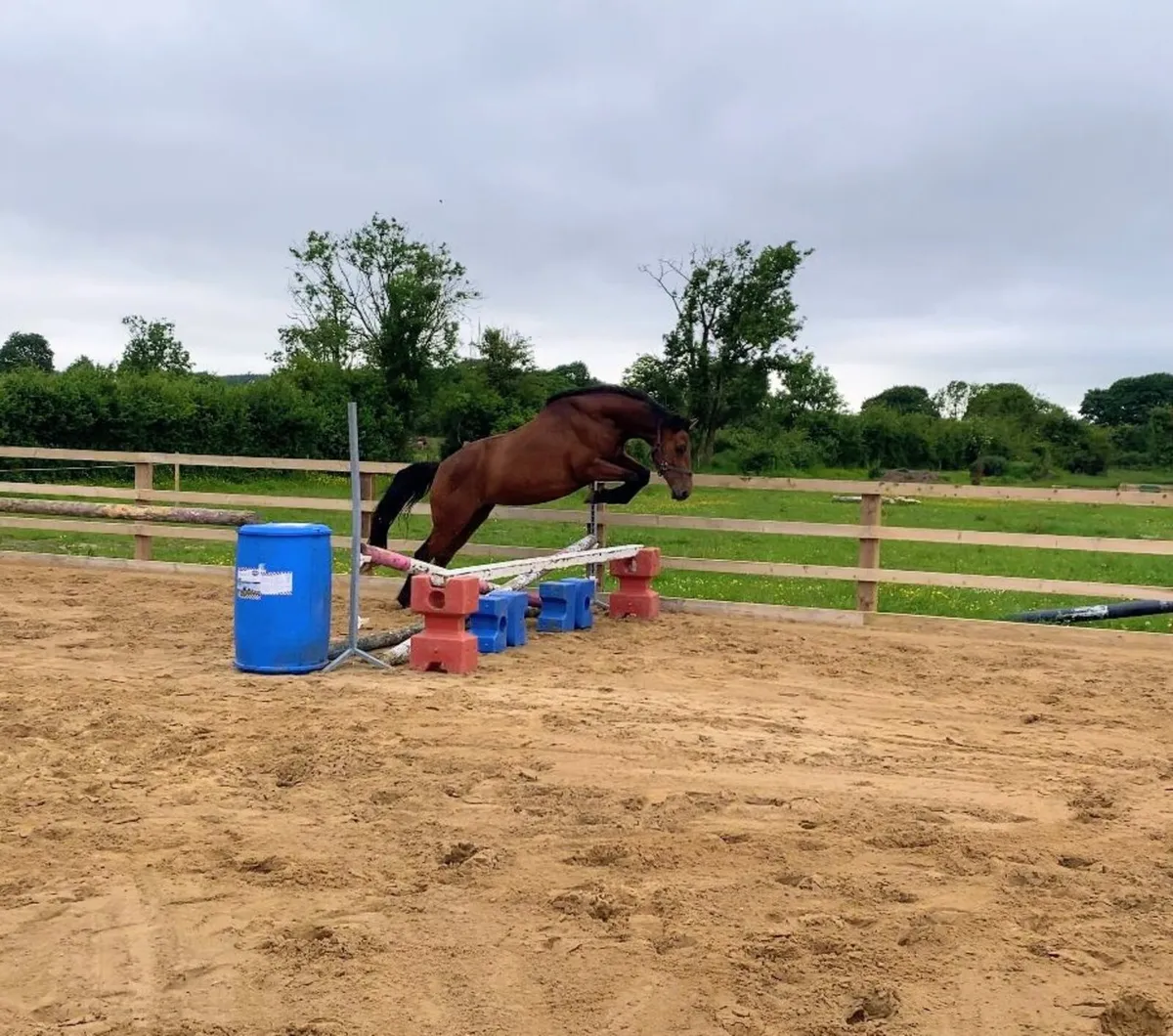 FLASHY 3 YR OLD OFFALY CLOVER FILLY - Image 1