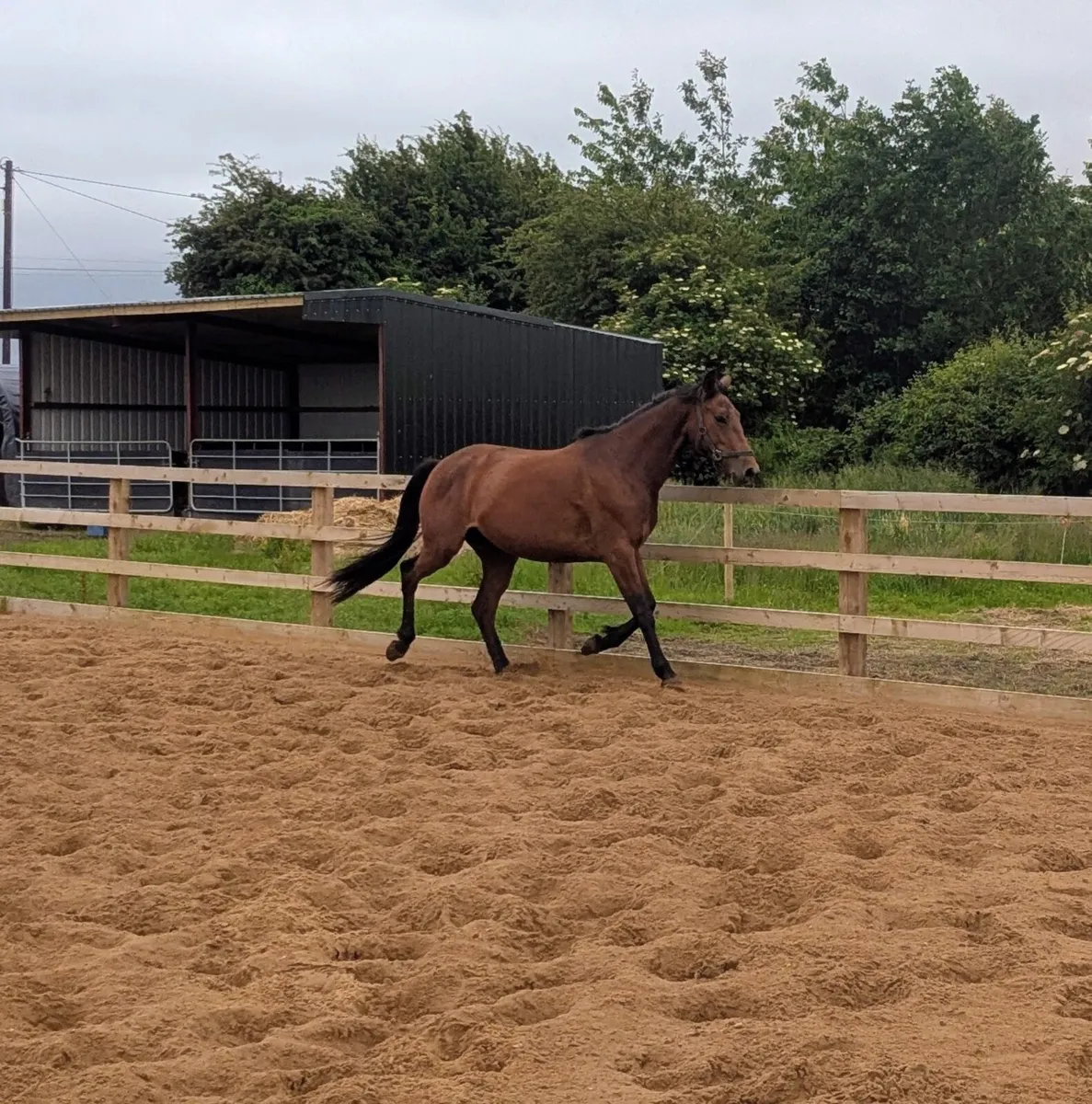 FLASHY 3 YR OLD OFFALY CLOVER FILLY - Image 3