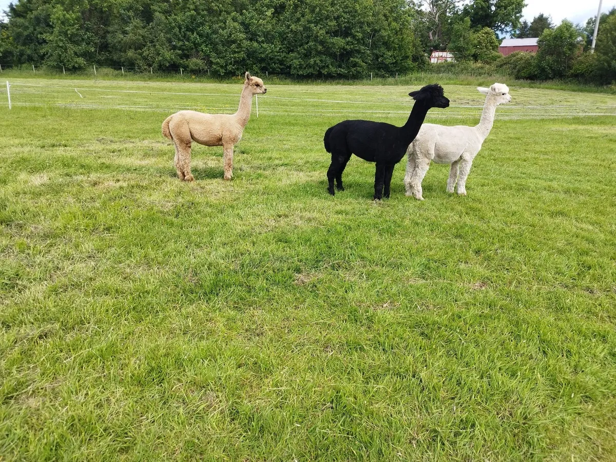 Cria alpaca - Image 1