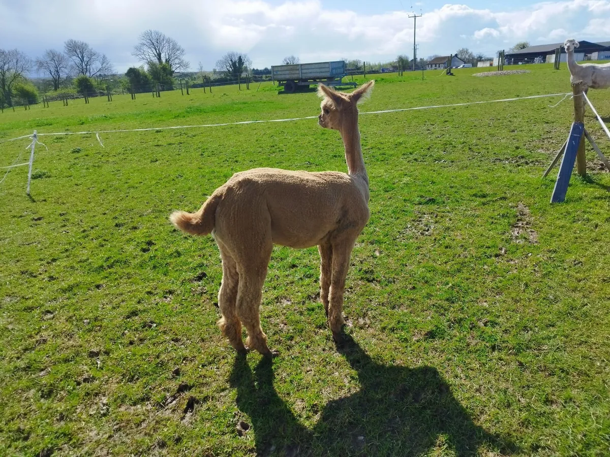 Cria alpaca - Image 2