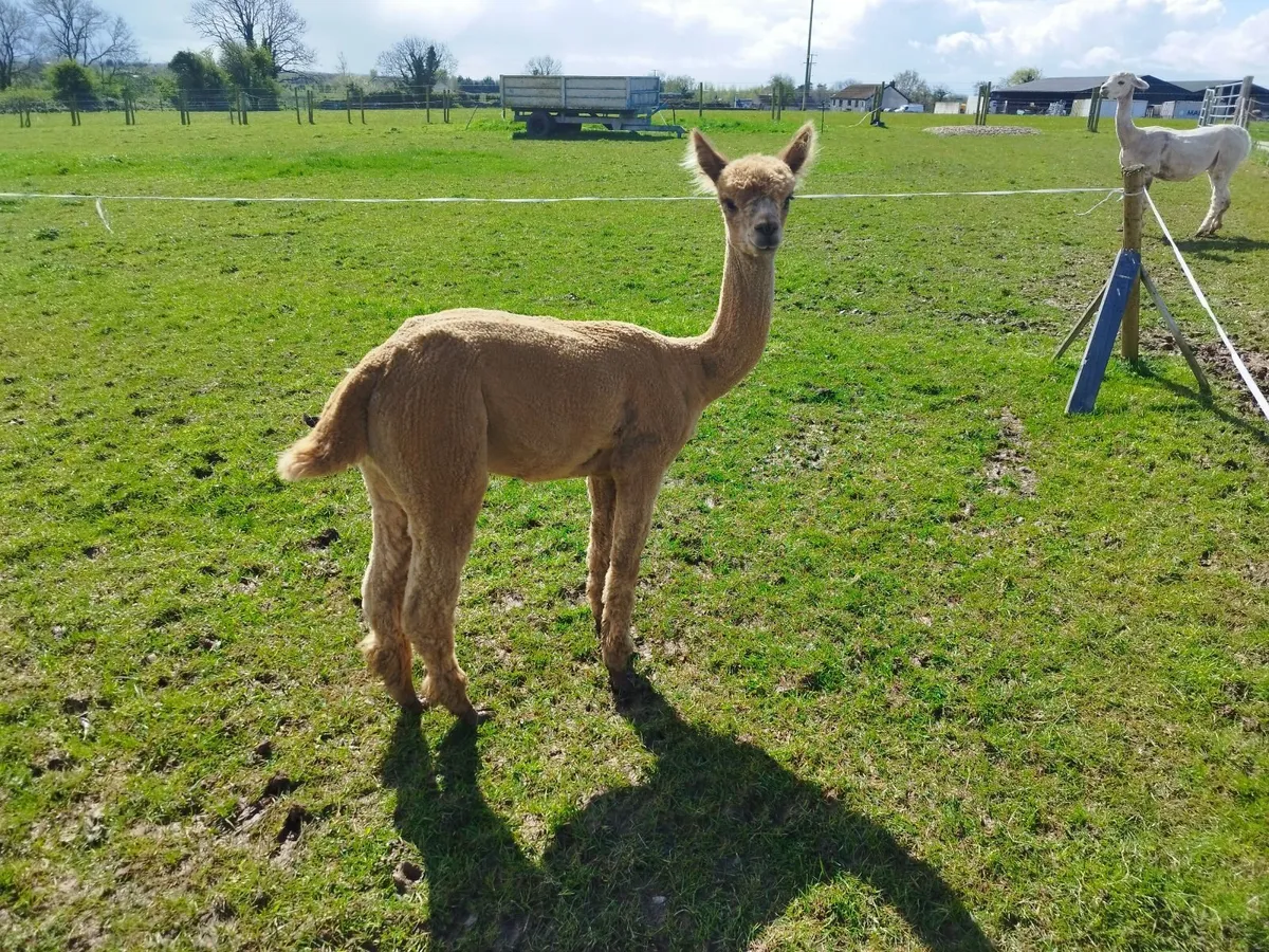 Cria alpaca - Image 3