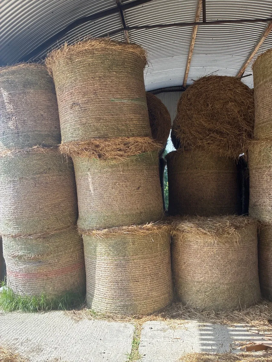 2025 hay