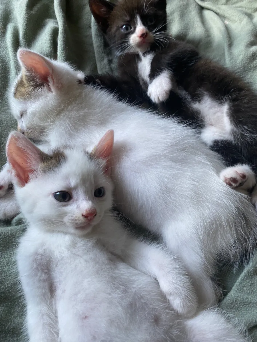 Beautiful Kittens-potty trained - Image 1