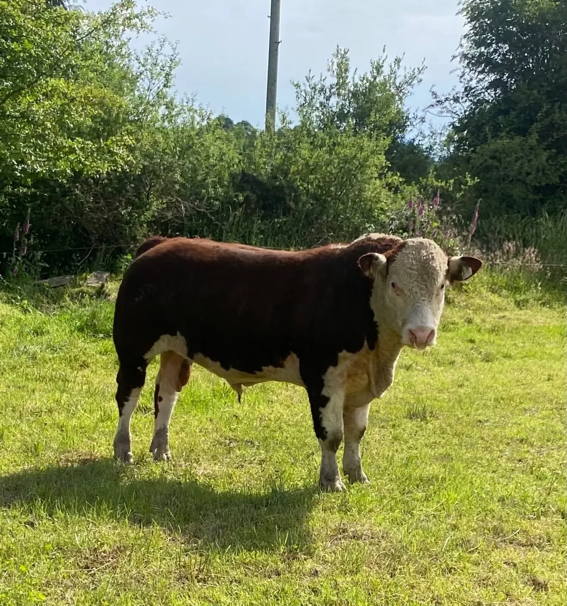 Hereford Bull - Image 3