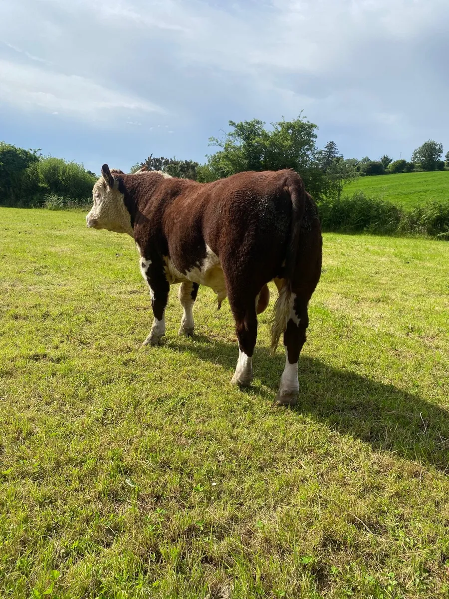 Hereford Bull - Image 4