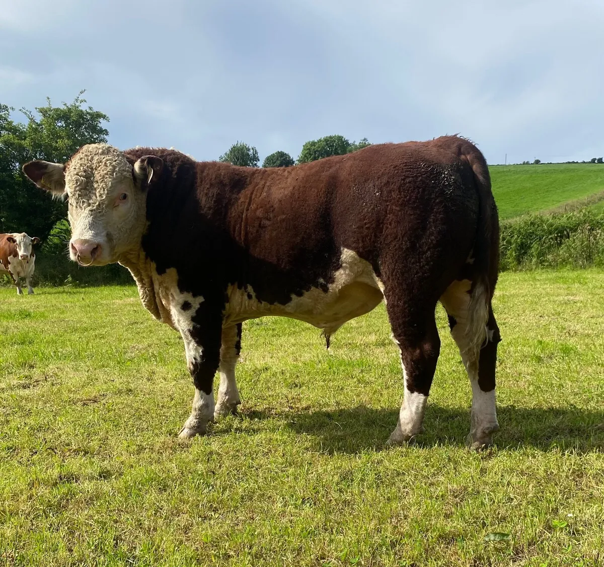 Hereford Bull - Image 1