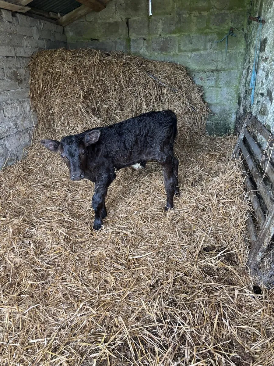 Aberdeen Angus Bull Calf - Image 1