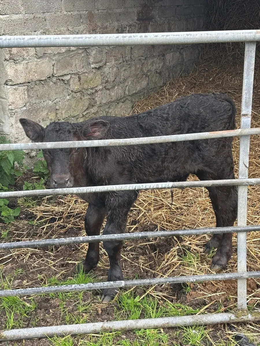 Aberdeen Angus Bull Calf - Image 2