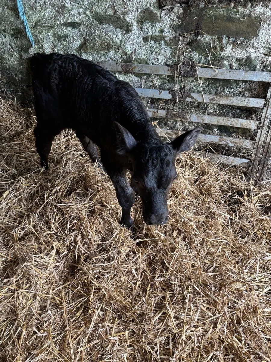 Aberdeen Angus Bull Calf - Image 3