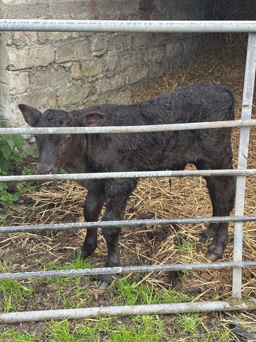 Aberdeen Angus Bull Calf - Image 4