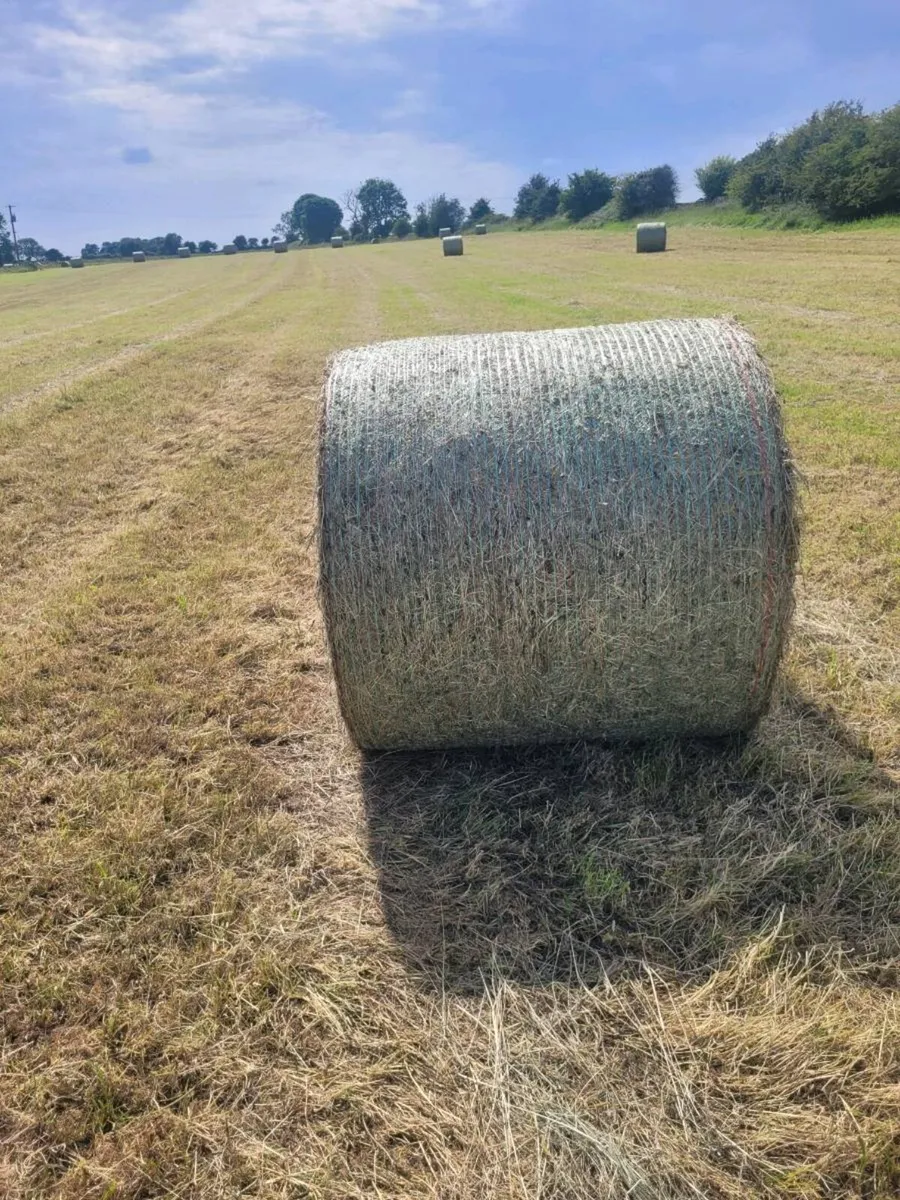 Hay - Image 1