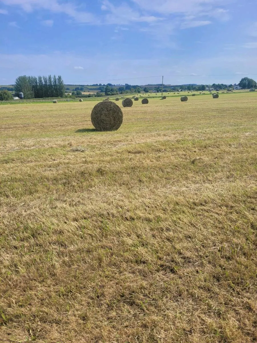Hay - Image 2