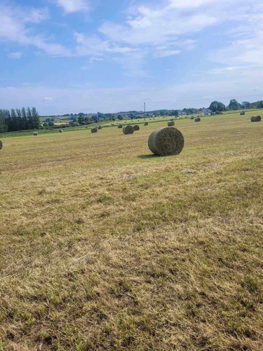 Hay - Image 3
