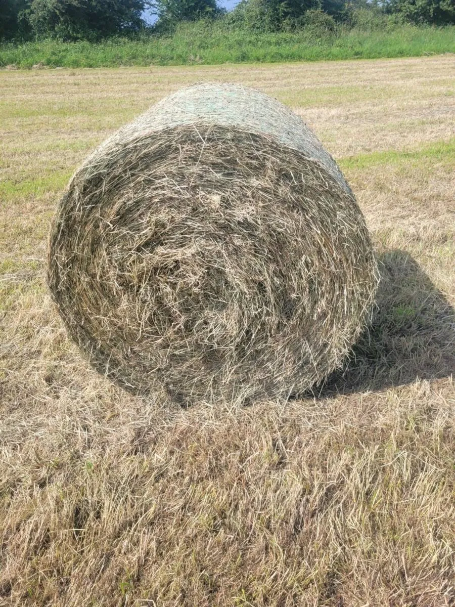Hay - Image 4