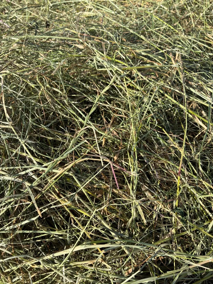Hay for sale - Image 2