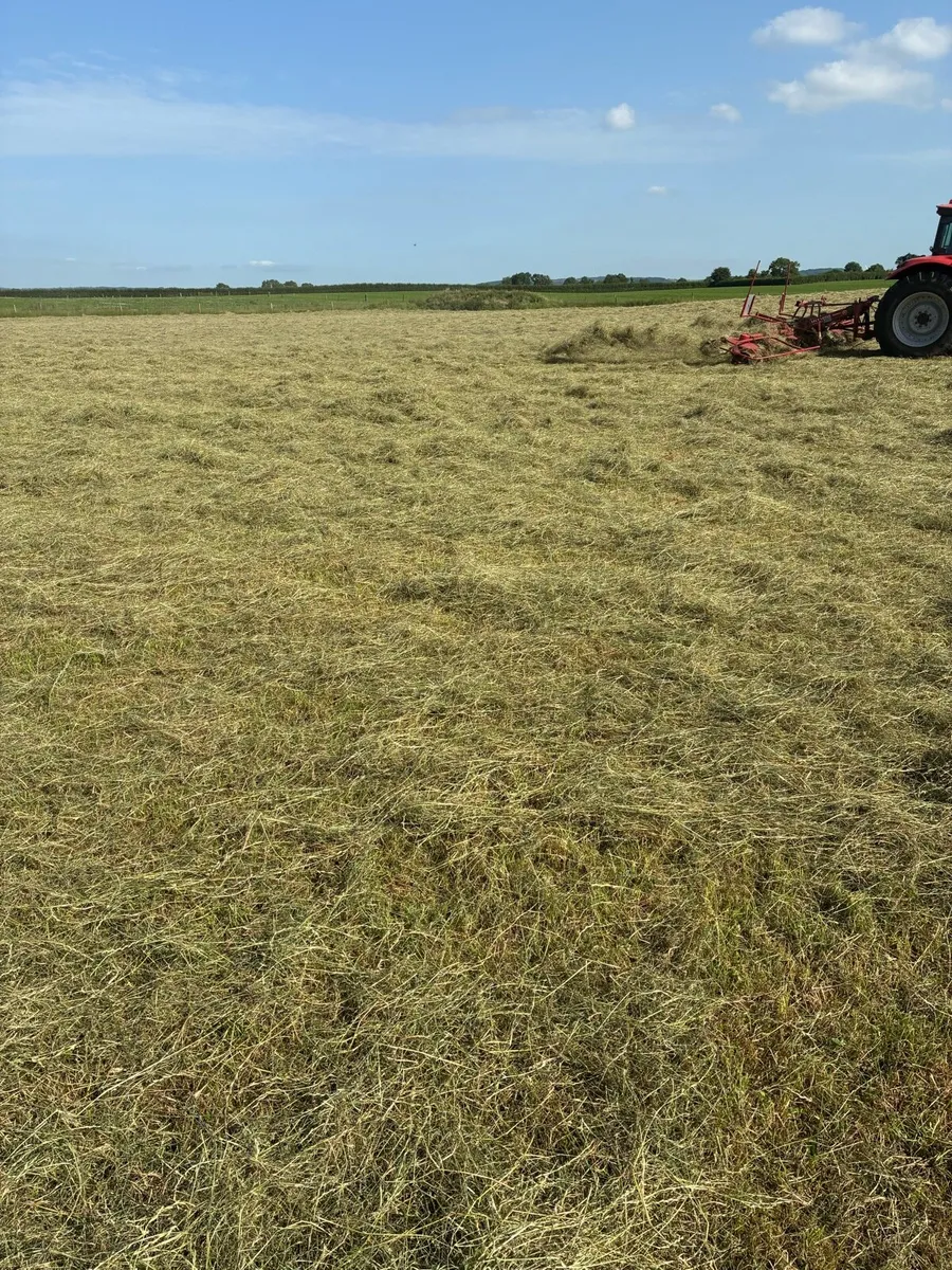 Hay for sale - Image 1