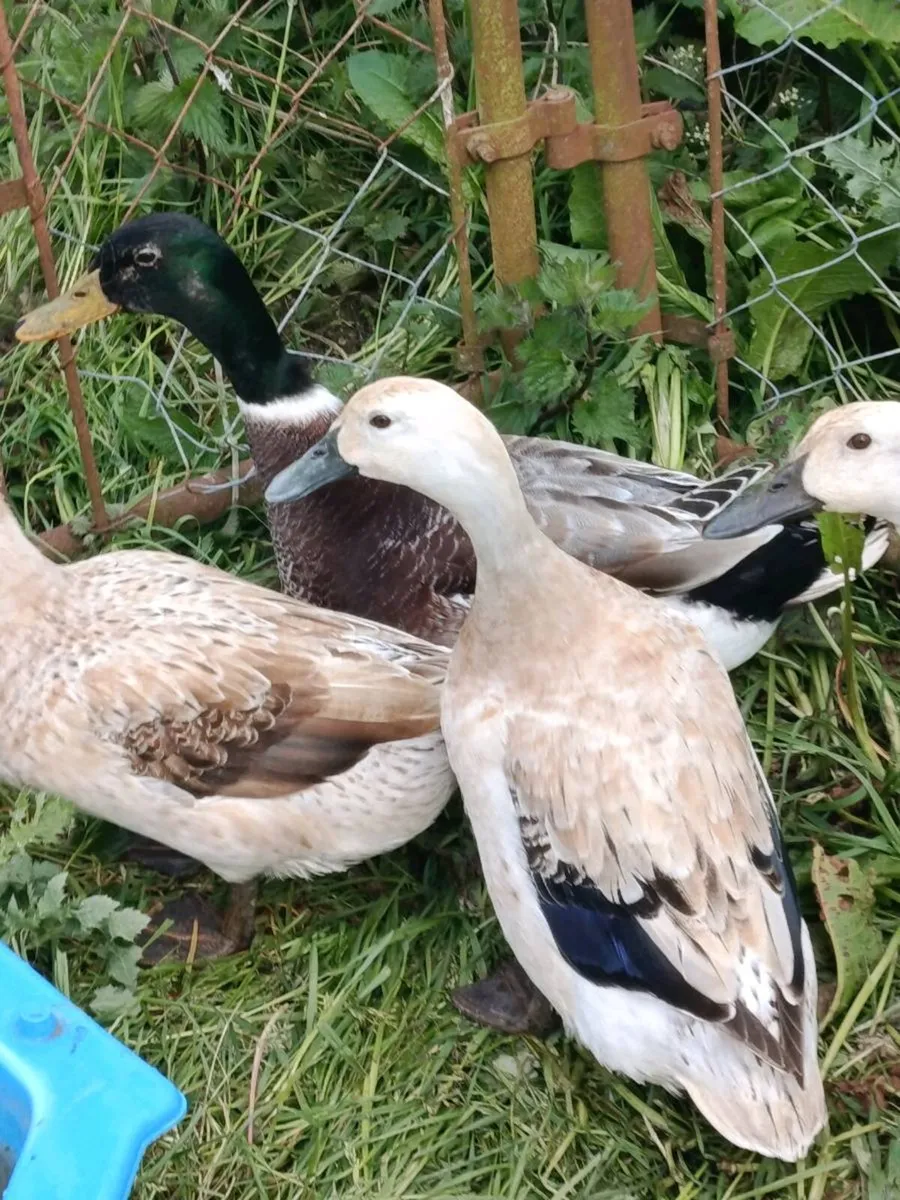 Quad breeding Ducks - Image 1