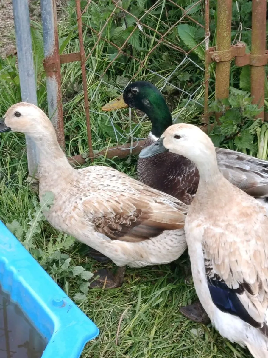 Quad breeding Ducks - Image 2