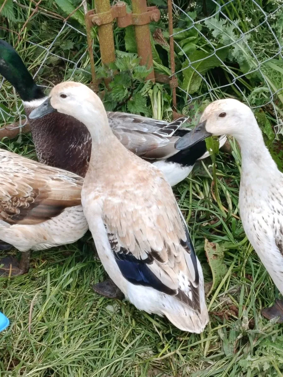 Quad breeding Ducks - Image 3