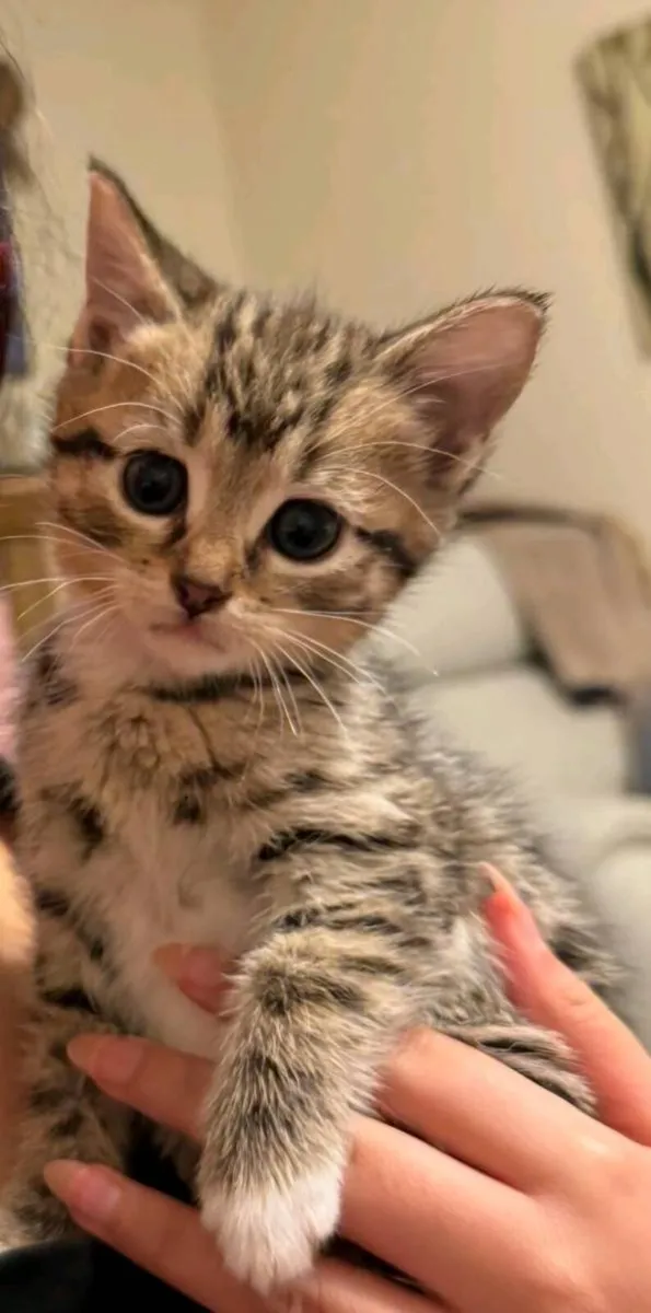 Tabby Kittens - Image 1