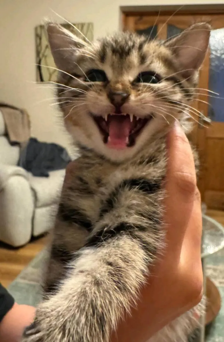 Tabby Kittens - Image 2