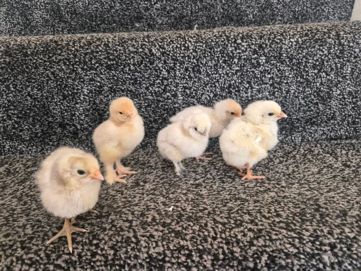 Pure breed chicks - Image 1