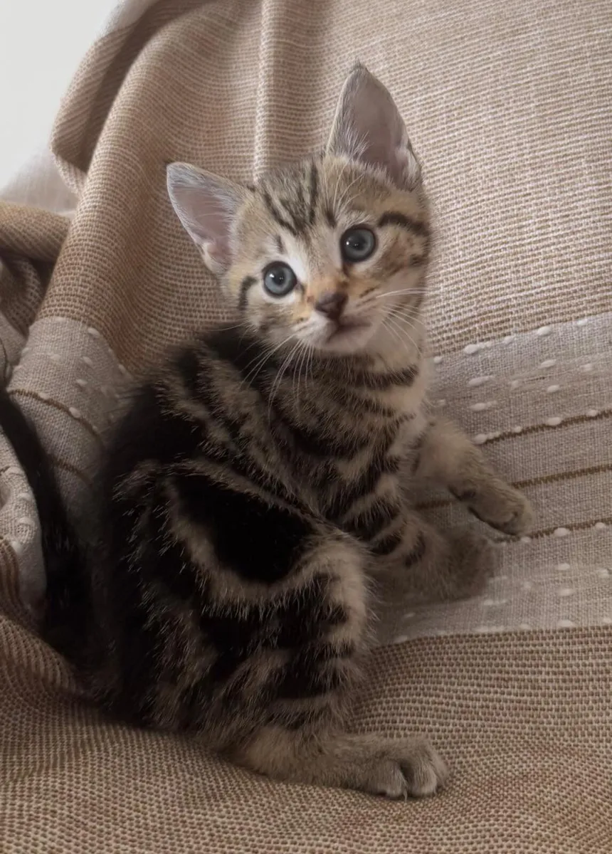 Tabby Kittens - Image 3