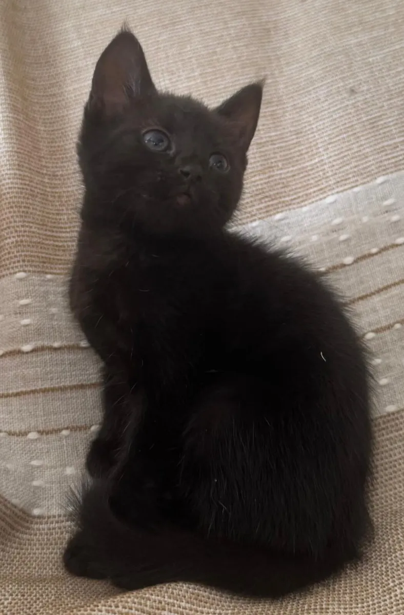 Tabby Kittens - Image 4