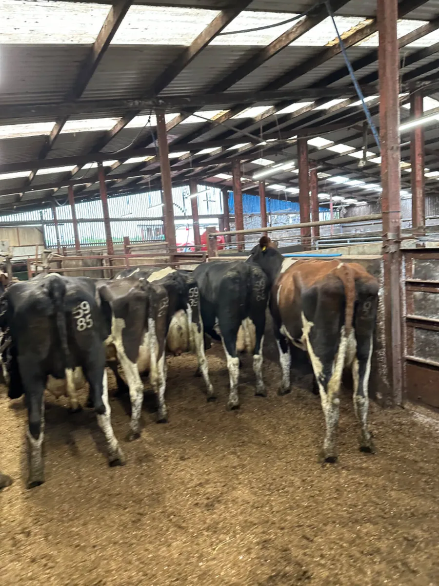Diary cows - Image 2