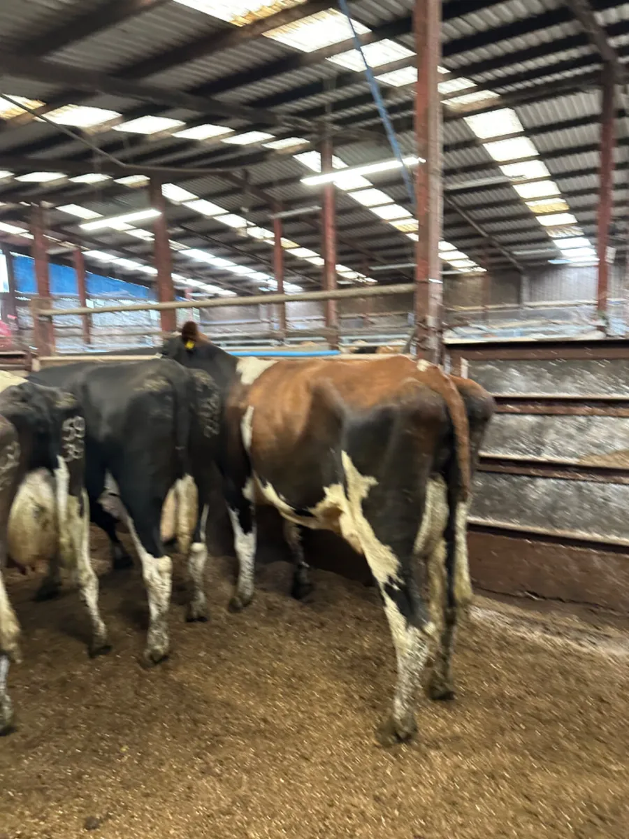 Diary cows - Image 4