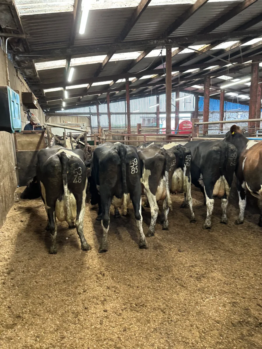Diary cows - Image 1
