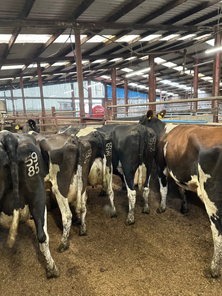 Diary cows - Image 3