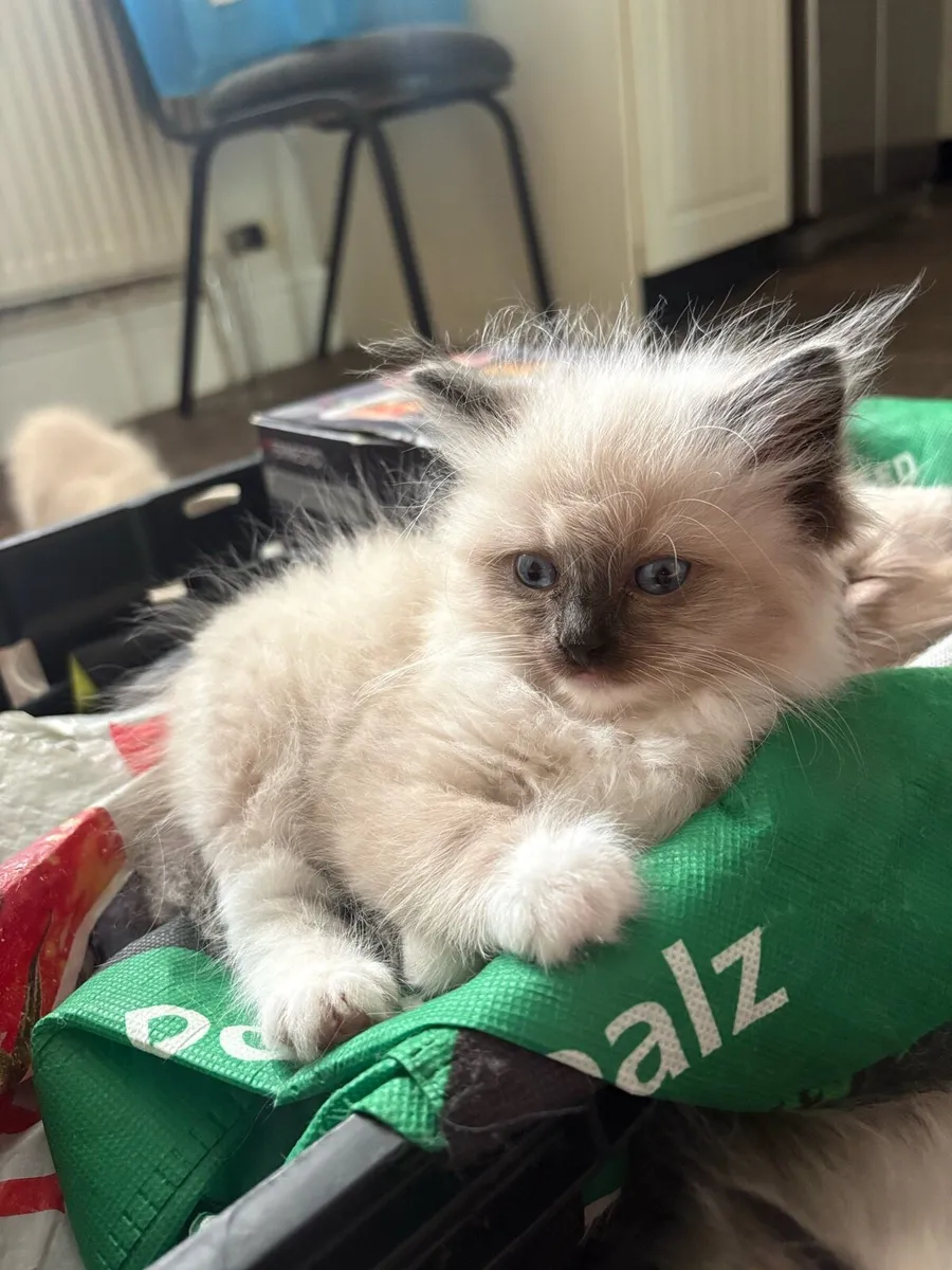 Ragdoll Kittens - Image 4