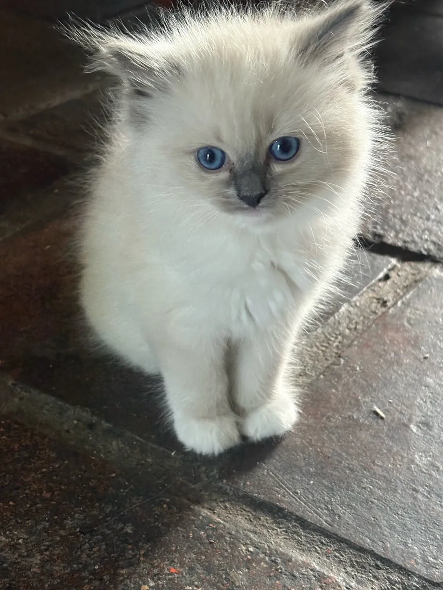 Ragdoll Kittens - Image 1