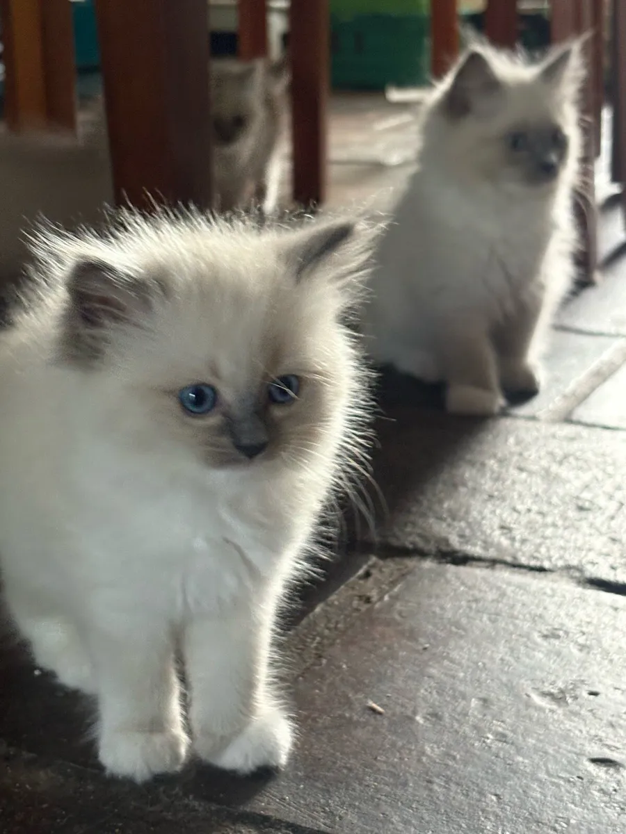 Ragdoll Kittens - Image 2
