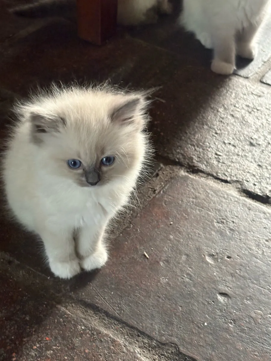 Ragdoll Kittens - Image 3