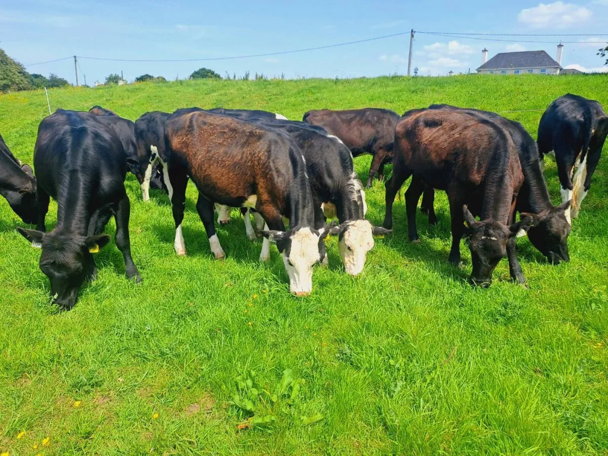 15 Hereford and Angus heifers 330kgs - Image 1