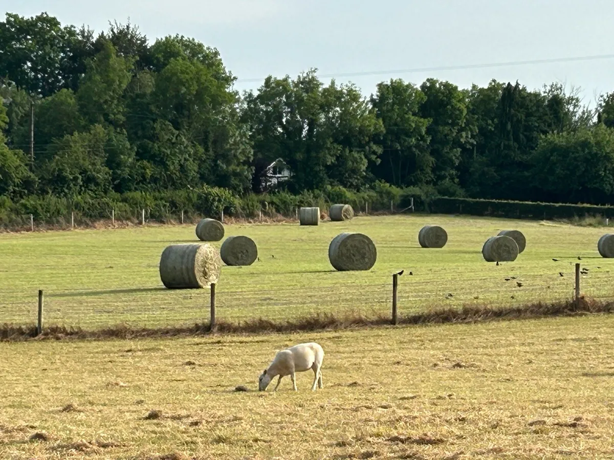 Round bales of Hay - Image 1