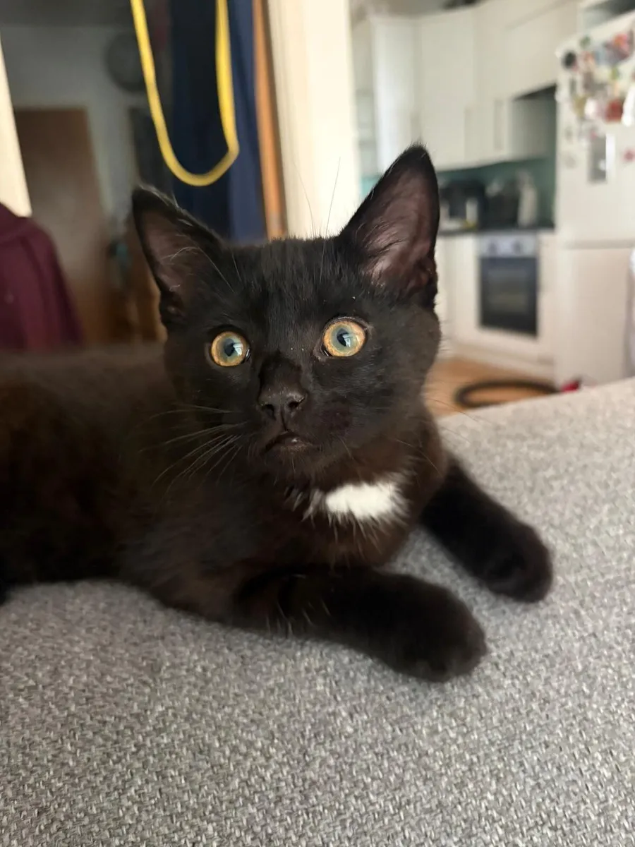 Kittens - Image 1