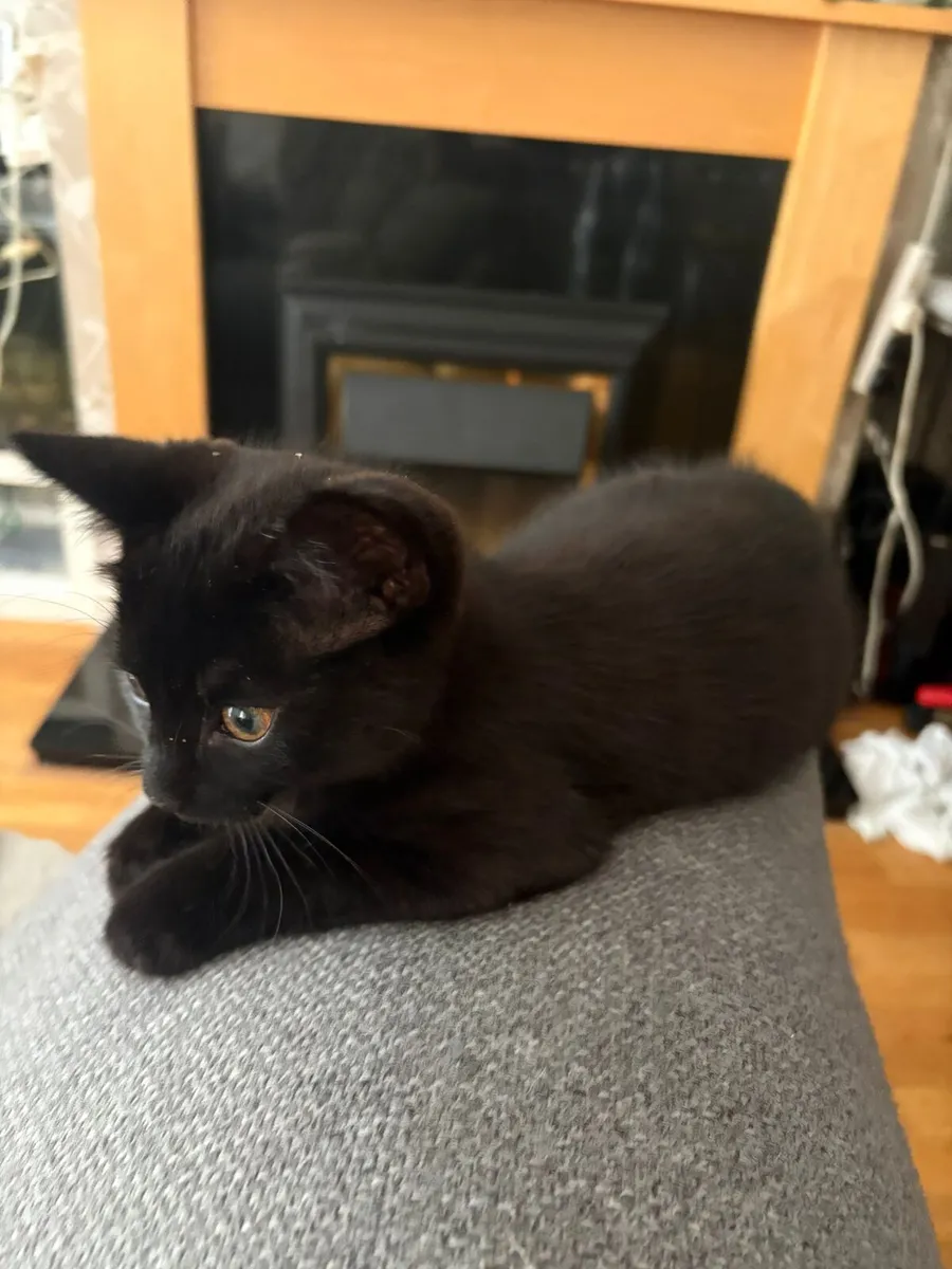 Kittens - Image 2