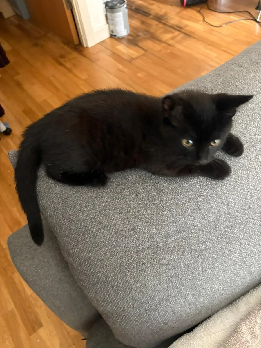 Kittens - Image 3